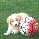 avatar of the starter