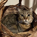 avatar of the starter