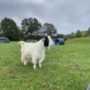 avatar of the starter