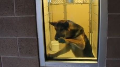 Burial dog shelter essays old edit picture