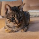 avatar of the starter