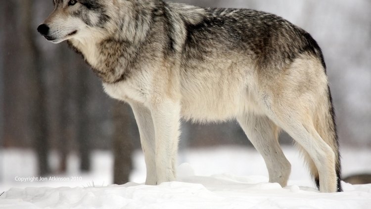Petition · The U.S government: Keep grey wolves in the endangered list