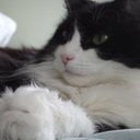 avatar of the starter