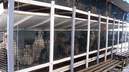 the puppy store st george petition 183 george utah city council pass a legislation it illegal to the puppy store st george petition 183 george utah city council pass a legislation it illegal to