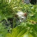 avatar of the starter