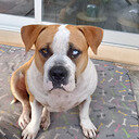 avatar of the starter