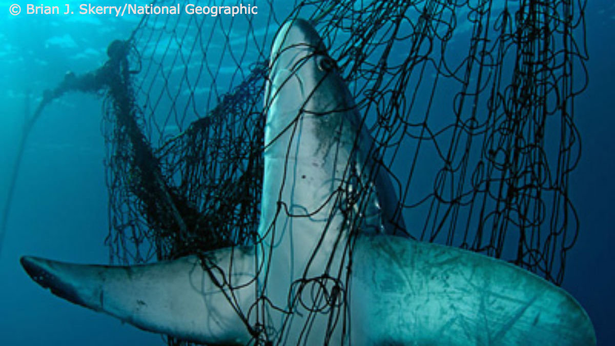 Petition · Take a Stand Against Illegal Fishing ·