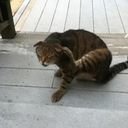 avatar of the starter