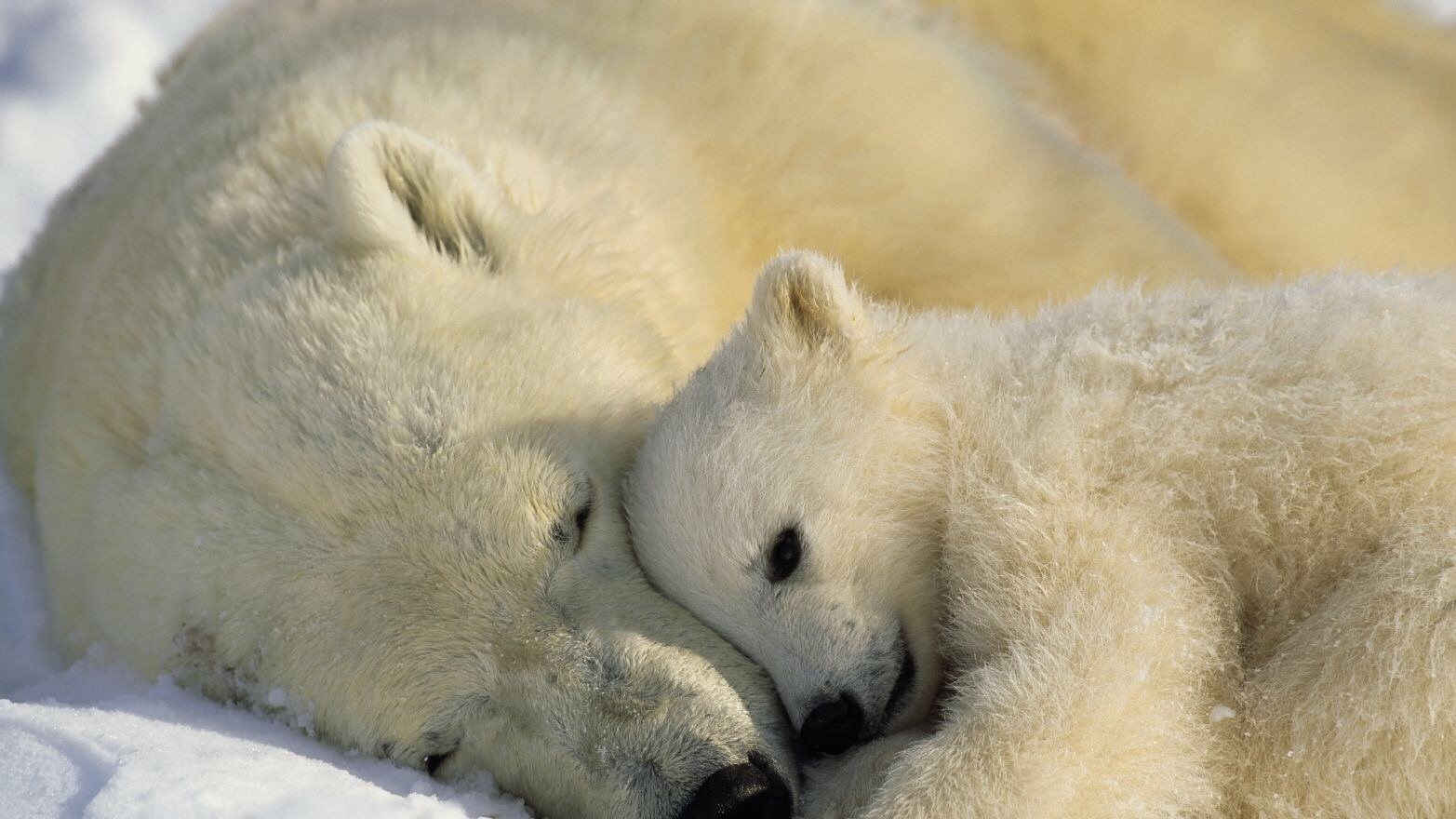 Petition · Polar Bears Don't Let Them Die Out!!!! ·