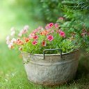 avatar of the starter