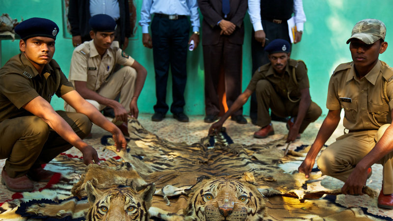 Petition · Indian prime minister: Save The Tigers · Change.org