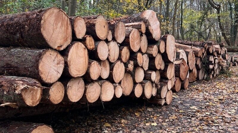 Waldbegehung im Hammeraner Wald am 29. August