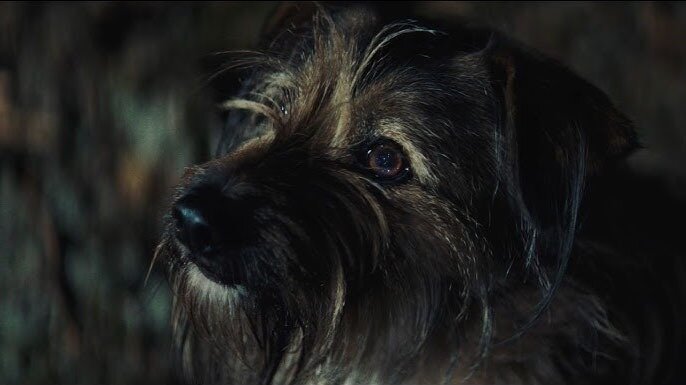 DON'T KILL THE DOG! — An Open Petition to IMMINENCE