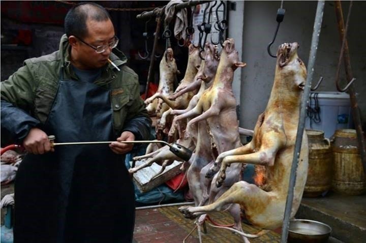 Who Is Slaughtering Dogs For Food Who Is Slaughtering Dogs For Food