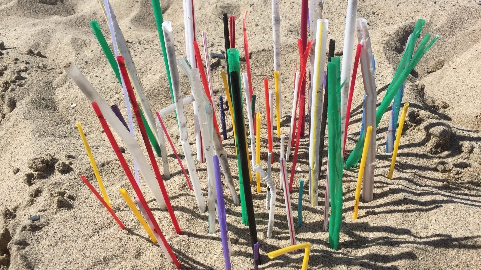 Petition · Santa Monica City Council Ban Plastic Straws in Santa