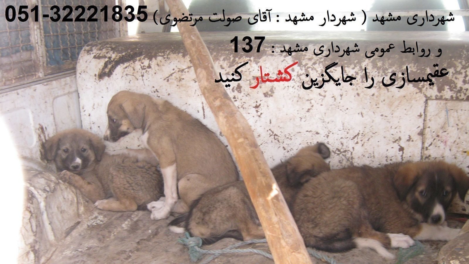 Petition · Stop senseless killing of stray dogs in Mashhad (Iran), and