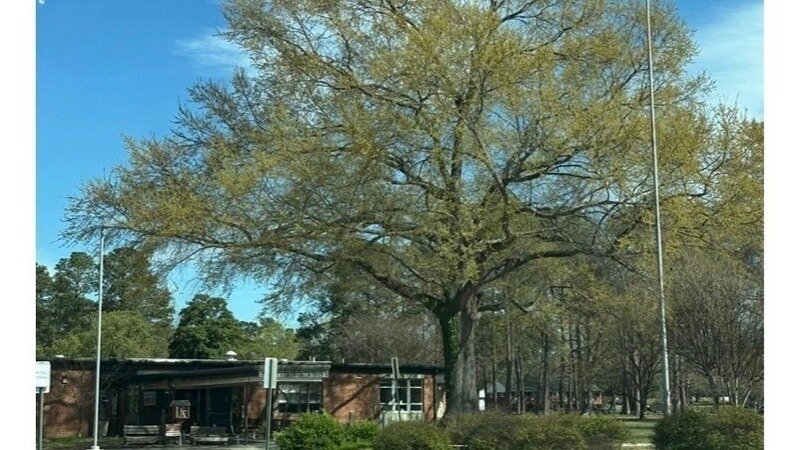 Save the Willow Oak tree at R.C. Longan Elementary School