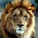 avatar of the starter