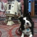 avatar of the starter