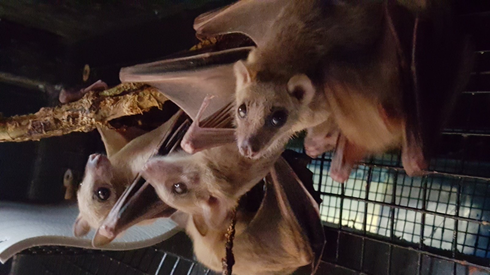 Petition · eBay STOP the killing of bats for decoration ·