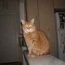 avatar of the starter