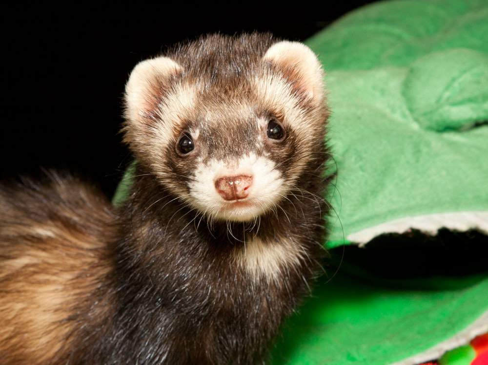 Petition · Support ferret legalization in California ·
