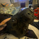 avatar of the starter