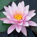 avatar of the starter