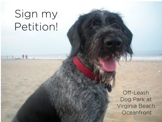 Where Can I Walk My Dog In Virginia Beach Where Can I Walk My Dog In Virginia Beach