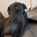 avatar of the starter