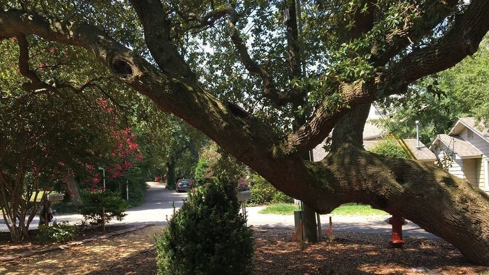 Petition · SAVE A 100200 YEAR OLD LIVE OAK TREE!!! ·