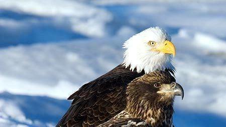 petition 183 jerry brown demand protection for the majestic petition 183 jerry brown demand protection for the majestic