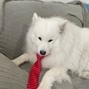 avatar of the starter