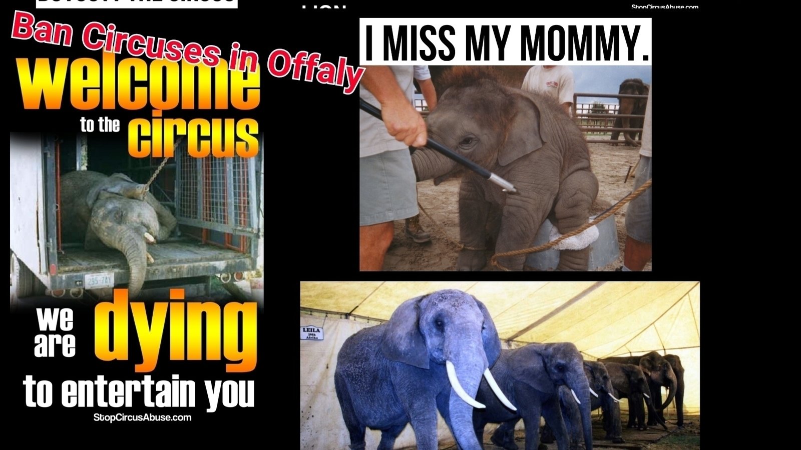 Petition · Councillors of Offaly "Ban Wild Animal Acts in Circuses on