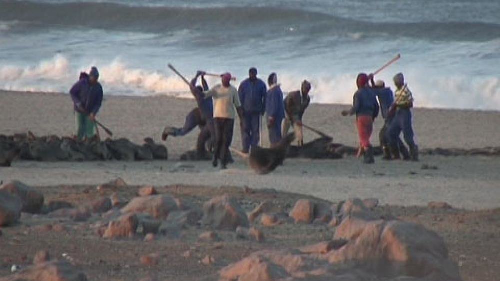 Petition · Namibia Embassy Save The Seals Of Namibia ·