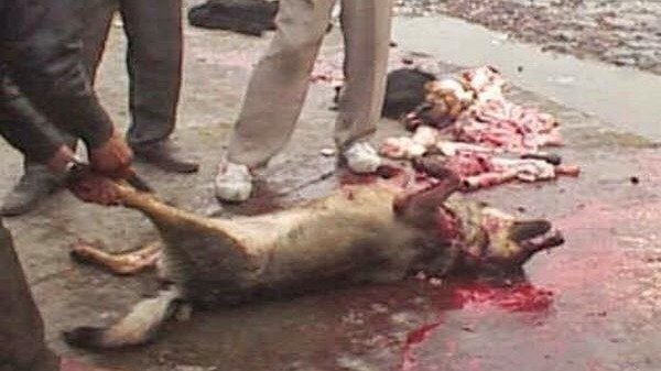 yulin festival petition 183 stop the yulin festival 183 change org yulin festival petition 183 stop the yulin festival 183 change org