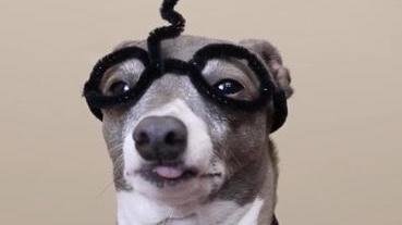 petition paul ryan change the name of the dog breed italian