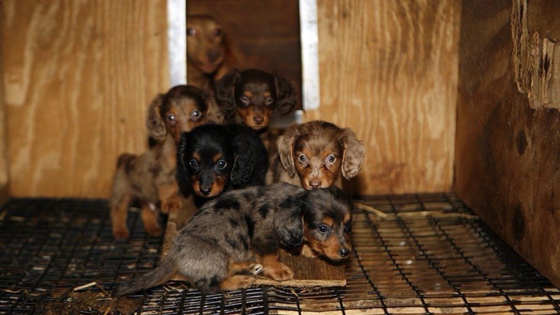 Petition · Ban the sales of pets in pet stores ·