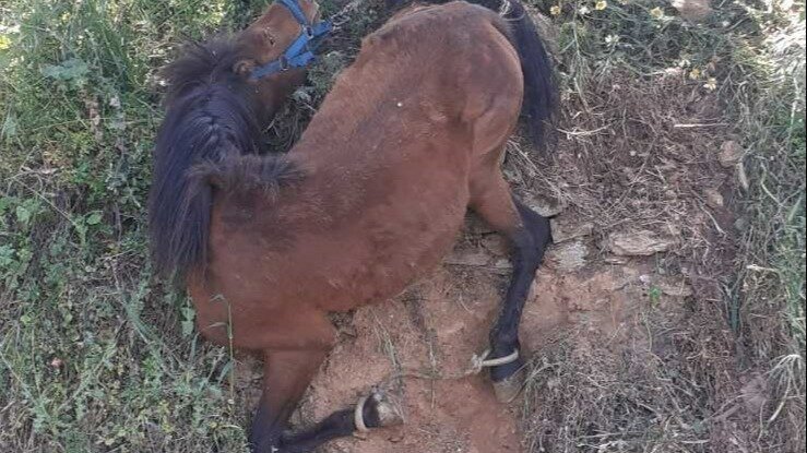 Declare victory on equine registration