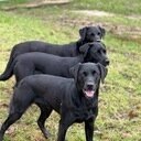 avatar of the starter