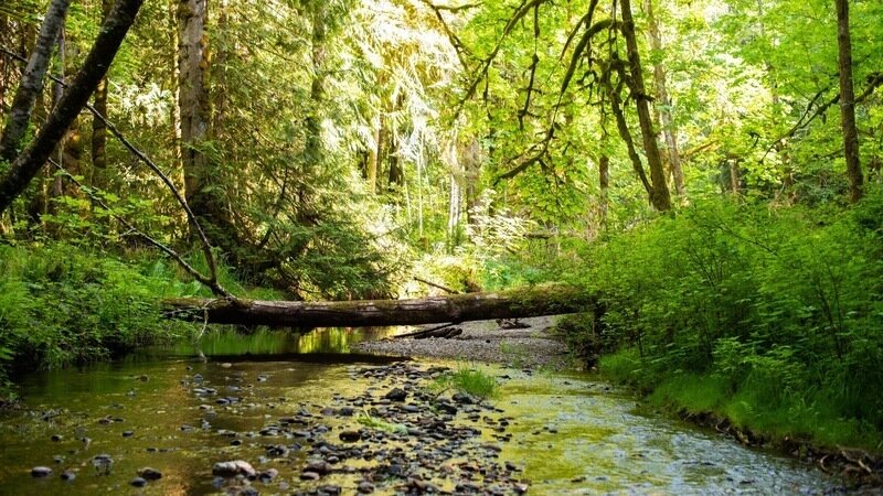 Petition for Independent Environmental Assessment & Pause of the Stonebridge Development
