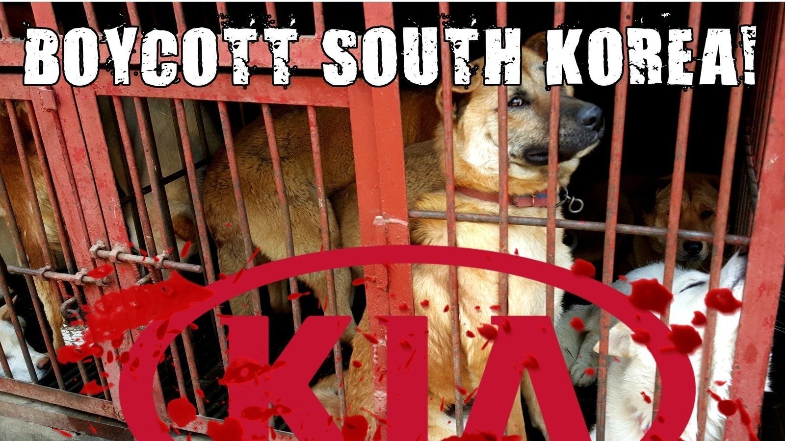 Petition · GeunHye Park Boycott South Korean Dog and Cat Meat Cruelty