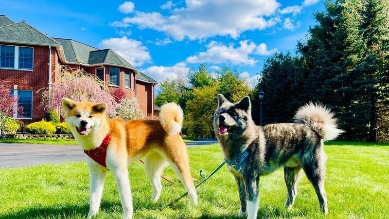 **Petition for a Fair Hearing: Defending Two Dogs in Our Community**