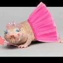 avatar of the starter