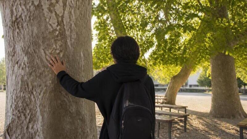 Conserver les arbres du collège Henri de Navarre à Coutras