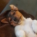 avatar of the starter