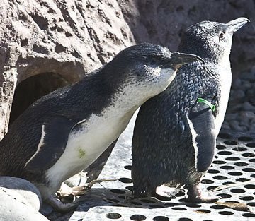 petition save the penguins the hole in the rock change org