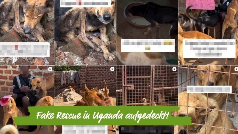 Ein führender Fake-Retter in Uganda ist verhaftet! Jetzt brauchen die Hunde echte Hilfe!