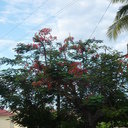 avatar of the starter