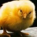 avatar of the starter